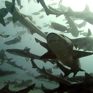 2 boat dive Shark City - 画像 (2)