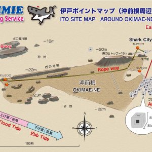 2 boat dive Shark City - 画像 (3)